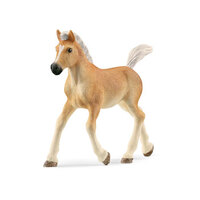  Haflinger Foal SC13951