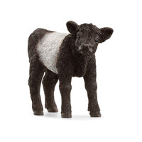 Galloway Calf SC13969