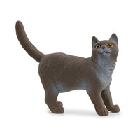 British Shorthair Cat SC13973